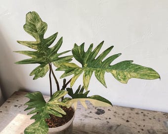 Rare Philodendron Florida Beauty x Mayoi Variegated – Exotic Hybrid Aroid – Marble Variegated Split Leaf Plant – Collector Houseplant