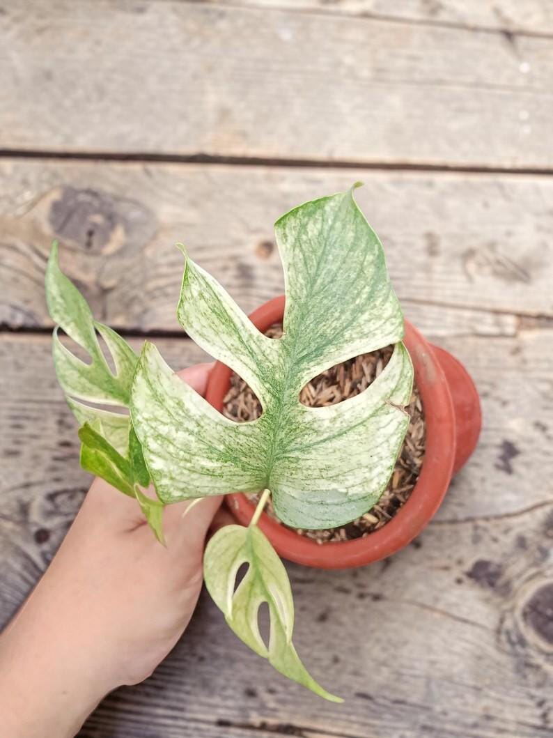 Variegated rhaphidophora - Etsy 日本