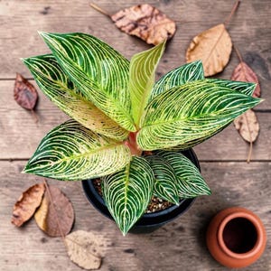 Aglaonema Golden Hope - Etsy
