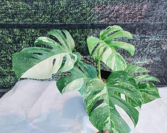 REAL PICTURE Monstera Deliciosa marbré panaché - Monstera rare très panaché - Grande plante d'intérieur tropicale fenestrée