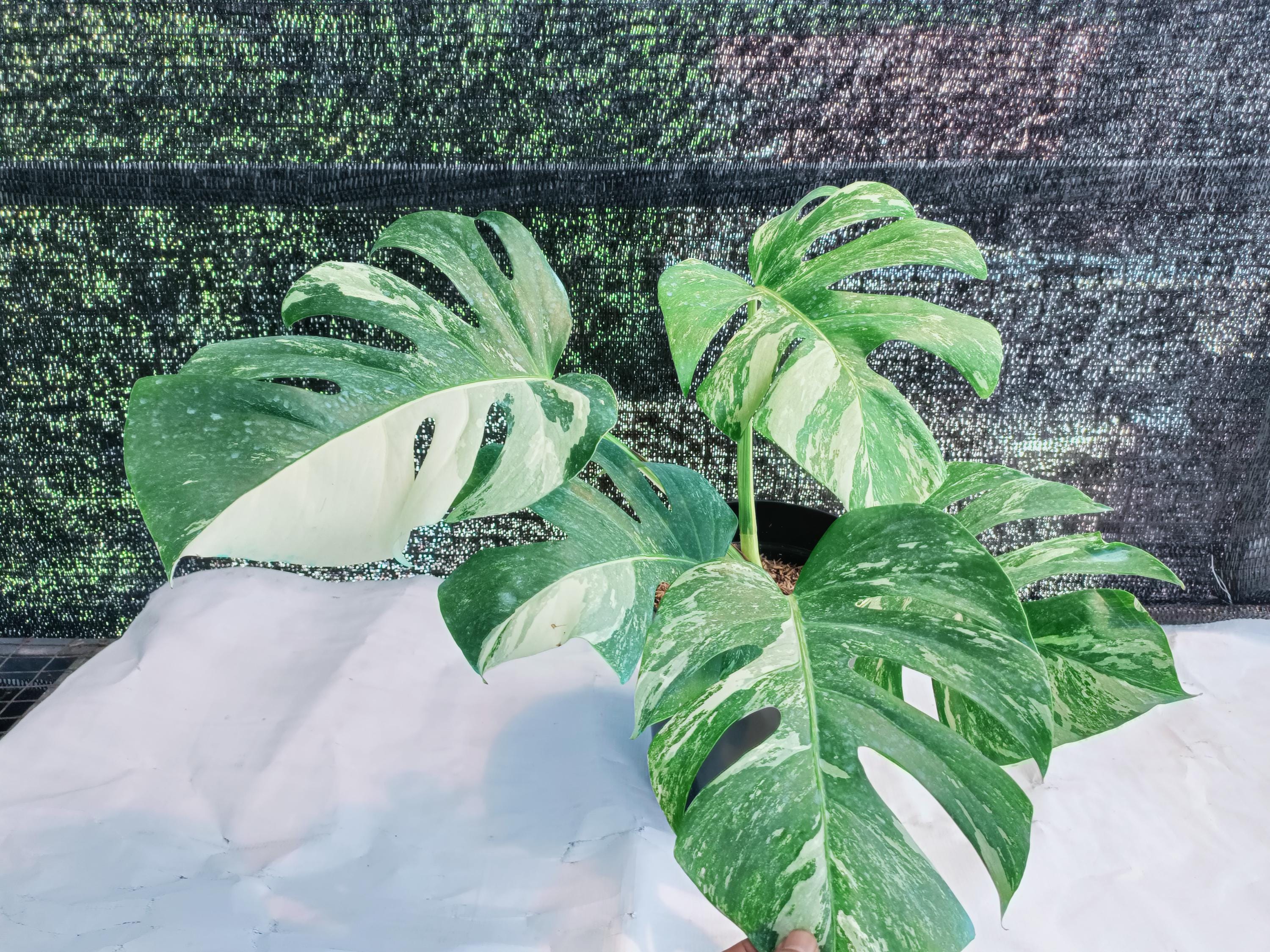 Monstera deliciosa variegata - Etsy 日本
