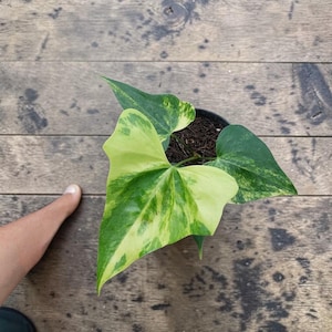 Anthurium pterodactyl variegata - Etsy 日本