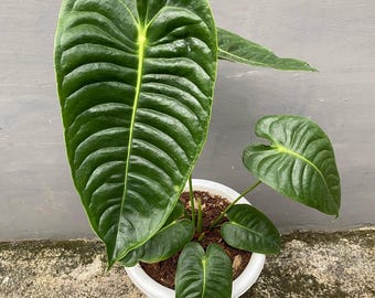 Anthurium silver tiger x clarinervium Starter Plant (ALL STARTER