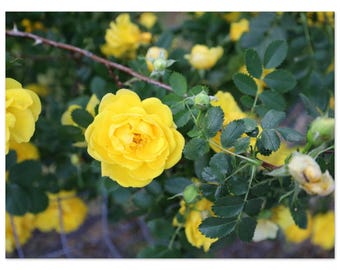 Moody Yellow Roses Floral Print – Botanical Matte Poster
