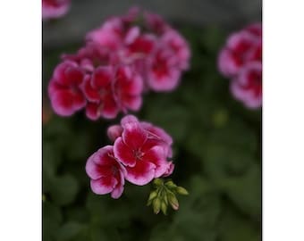 Deep Pink Floral Art Poster – High Contrast Botanical Print, Matte Paper
