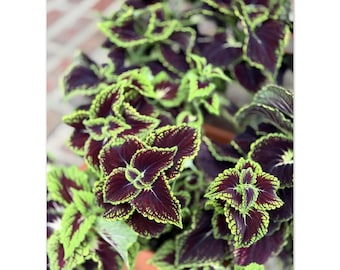 Vibrant Coleus Plant Botanical Poster – Matte Finish Foliage Art