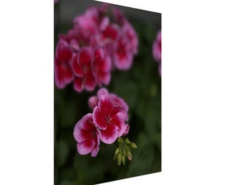 Pink Flower Canvas Print