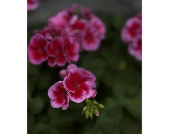 Pink Floral Aluminum Metal Print - Brushed Silver Botanical Wall Art