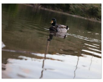 Serene Mallard Duck on Water - Wildlife Photography Matte Poster