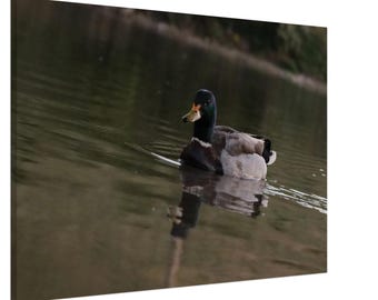 Serene Mallard Duck on Water - Wildlife Photography Canvas Print