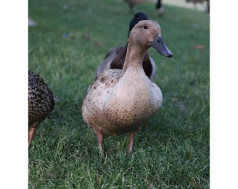 Rustic Duck Wildlife Postcards (Pack of 10)