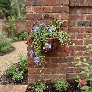 May include: A black metal wall-mounted planter with a circular frame and a coconut fiber liner. The planter holds a mix of green foliage, trailing ivy, small light blue flowers, and several vibrant pink fuchsia blossoms hanging downward.