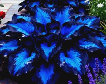 Coleção de 100 plantas vivas de Hosta Azul Meia-Noite, perenes, para jardins sombreados.