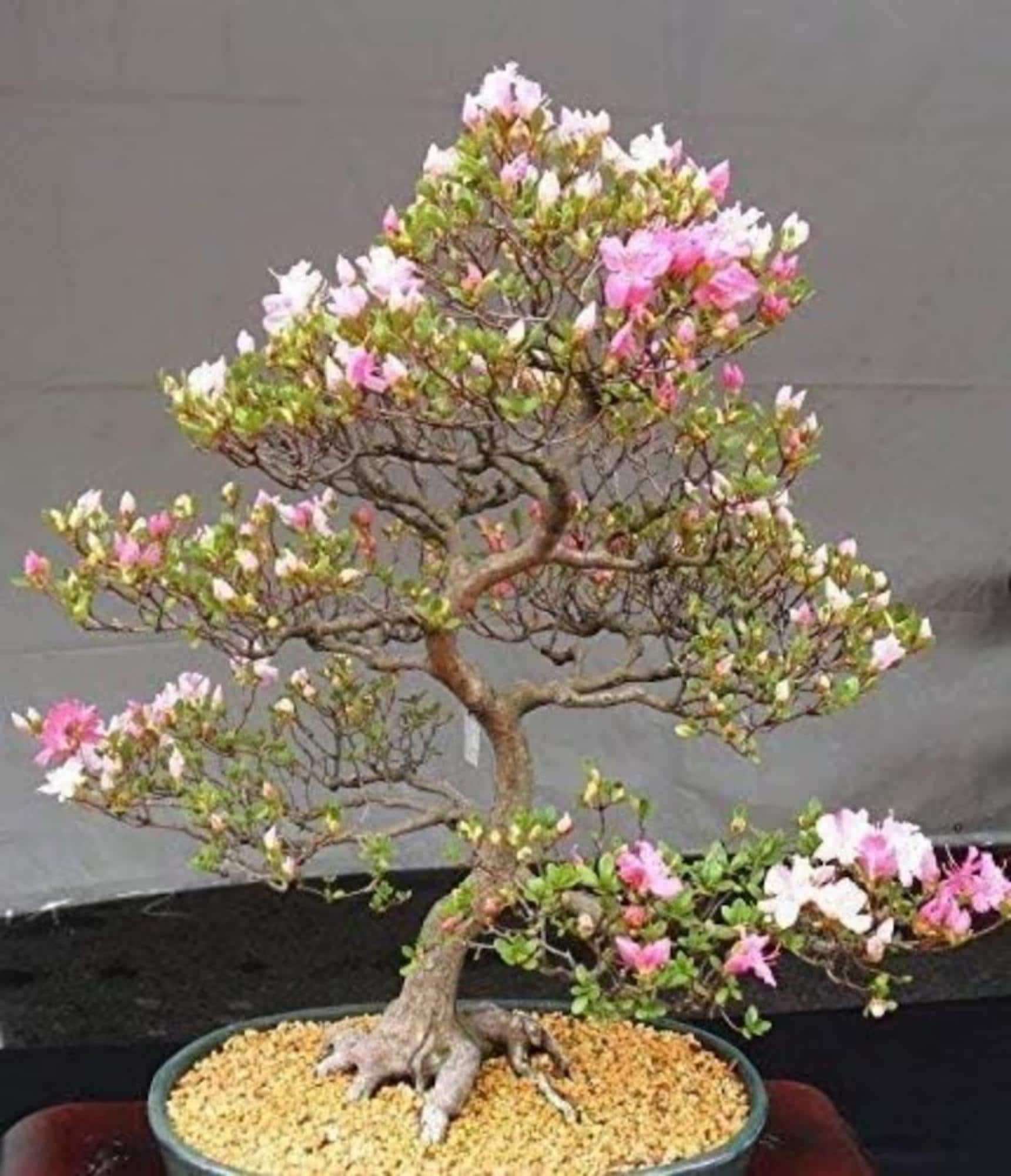 Indoor cherry blossom tree - Etsy.de