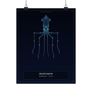 May include: A dark blue poster featuring a light blue constellation-style illustration of a Bigfin Squid. The text reads THE LUMINOUS DEEP at the top and BIGFIN SQUID Magnapinna sp. -4,000 m at the bottom. The design is framed by thin lines.
