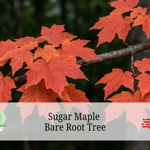 May include: A branch of a sugar maple tree with vibrant orange and red autumn leaves. A rectangular overlay at the bottom displays the text "The Hana House", "Sugar Maple Bare Root Tree", and a small truck icon with the text "Free Delivery".