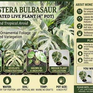 Monstera Bulbasaur Live Plant, Variegated Tropical Aroid in 4-Inch Pot
