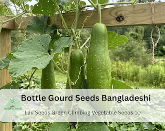 Bangladeshi Bottle Gourd Seeds: Lau Green Climbing Vegetable (10 Seeds)