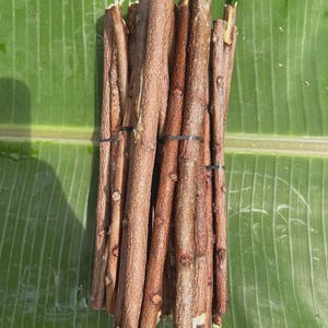 May include: A bundle of straight, brown, woody sticks with textured bark, secured together by two thin black rubber bands. The sticks are cylindrical in shape, featuring small knots and natural variations along their surfaces, arranged vertically in a tight, uniform grouping.
