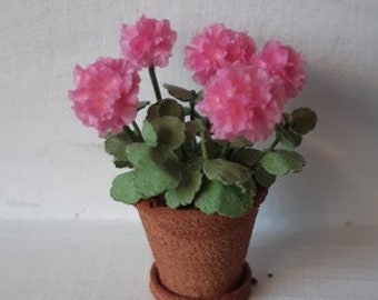 Pink Geranium in terracotta pot