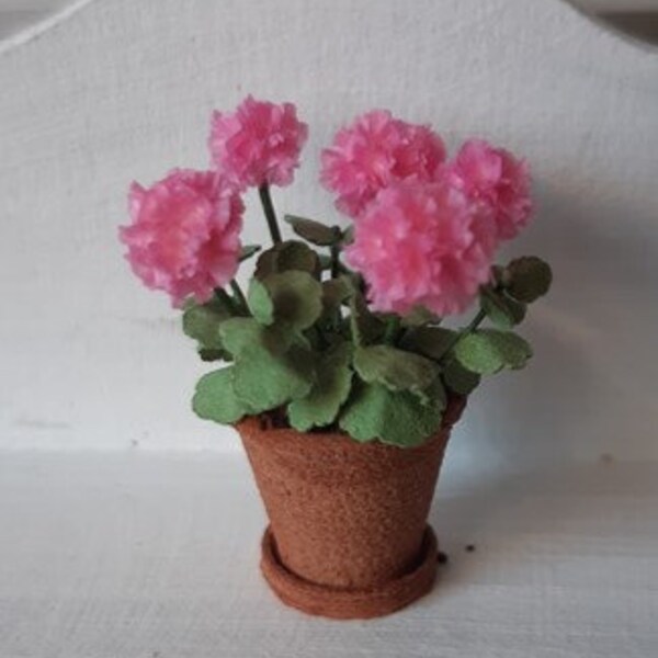 Pink Geranium in terracotta pot