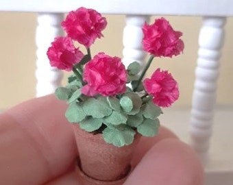 Dark pink Geranium in terracotta pot