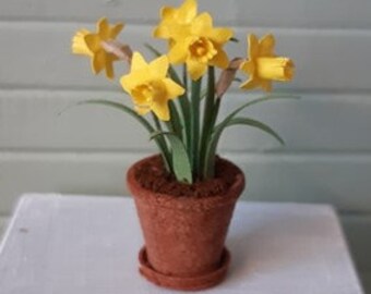 Daffodils in a flower pot