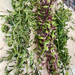 Puede incluir: Una colección de tallos suculentos colgantes con hojas verdes alargadas en forma de lágrima. Algunos tallos muestran un tono púrpura vibrante, mientras que otros son de color verde sólido. El follaje es denso, con numerosas hojas pequeñas y carnosas unidas a tallos finos y flexibles.