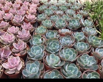 多肉植物ミステリーボックス｜4インチ鉢植えエケベリア詰め合わせ（2～10個選択可能）
