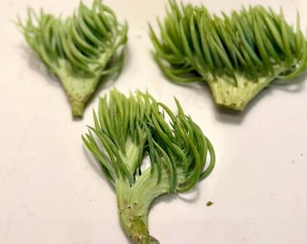 Bundle of 3 Rare mini crested Mermaid Tail Succulent Cuttings