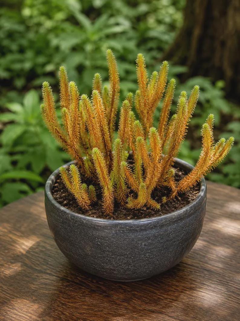 Philodendron erubescens - Etsy 日本