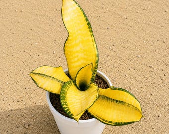 Sansevieria trifasciata Futura oro américa
