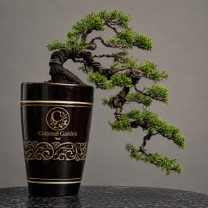 Sällsynt Juniperus Sargentii Itoigawa Bonsai – Premium levande enbärsbonsaiträd med åldrad stam för bonsaisamlare