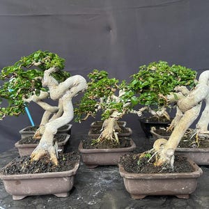 custom order for Premna Microphylla Actual Bonsai Tree