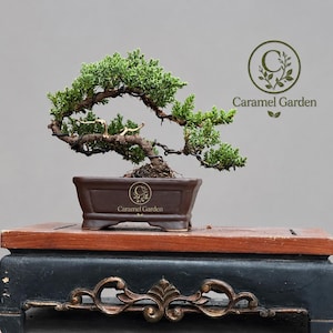 Zeldzame Juniperus Uniperus procumbens Nana Bonsai – Premium levende jeneverbessenbonsai.