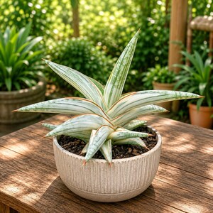 Puede incluir: Una planta Sansevieria con hojas puntiagudas variegadas en blanco y verde con puntas anaranjadas, plantada en una maceta de cer&aacute;mica redonda, acanalada y de color beige claro con tierra oscura, mostrando un patr&oacute;n de crecimiento estelar.