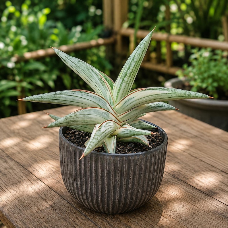 Sansevieria Blue Clone (Planta de serpiente) – Variegada, fácil de cuidar. imagen 1