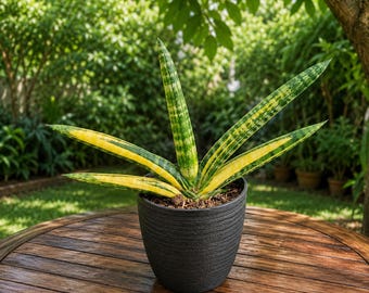 Sansevieria Boncel Variegada - Planta de serpiente viva, decoración para el hogar, planta tropical de interior/exterior de fácil cuidado