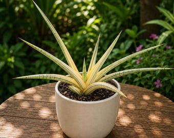 Sansevieria Royal Crown Blanca Variegada – Planta de Interior de Fácil Cuidado