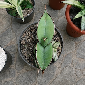 sansevieria citrine star 4" Sansevieria Hahnii Glimmering Star