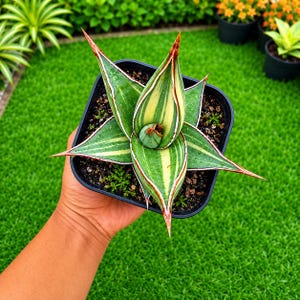Peut inclure: Une plante Sansevieria panachée aux feuilles pointues et acérées, présentant des rayures verticales vert foncé, vert clair et jaune crème. La plante est dans un pot carré en plastique noir rempli de terreau sombre et de petite mousse verte.