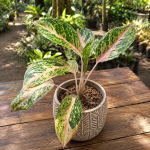 アグラオネマ Butterfly Aglaonema Butterfly - Etsy