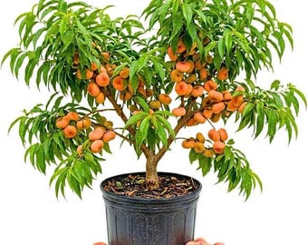 Pêcher donut, fruits sucrés, fleurs parfumées, plantation compacte en extérieur