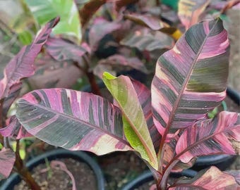 Musa Nono Pink Variegated Banana Plant Rare House Plants