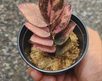 ZZ Raven Pink Variegated Zamioculcas Zamifolia Rooted Stem Rare Indoor house Plant