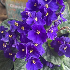 May include: A vibrant African violet plant featuring numerous deep purple, five-petaled flowers with bright yellow centres. The plant has thick, fuzzy, dark green leaves that are rounded and clustered beneath the dense display of blooming flowers.