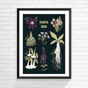 Cartel botánico de hierbas perniciosas (2 tamaños)- Plantas venenosas, Brujería, Herbolario, Botánica, Mandrágora, Eléboro, Cicuta, Bruja, Decoración gótica