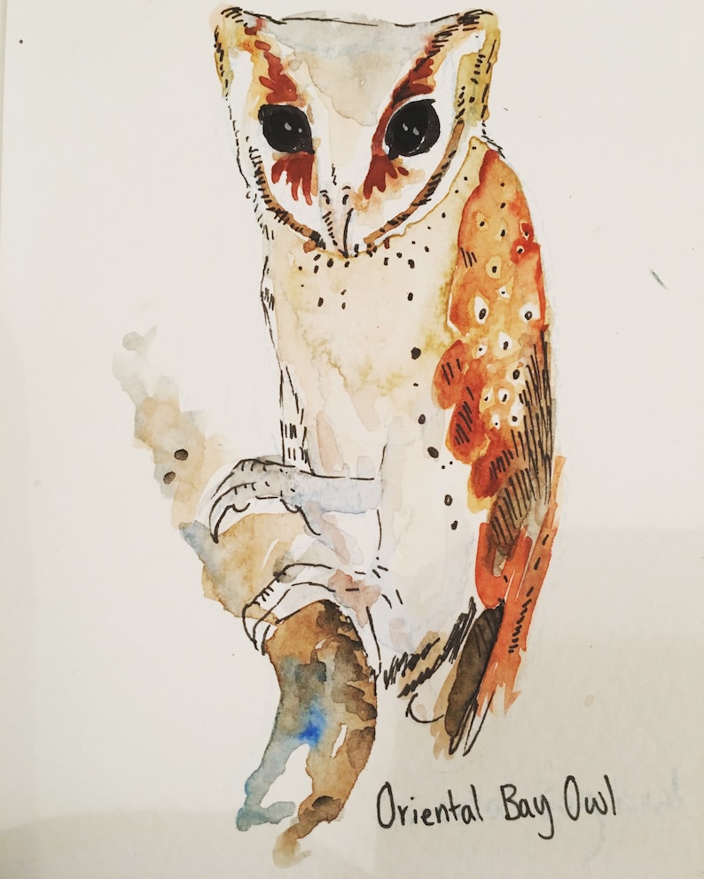 Owllustrations an owl appreciation book, owl gifts, watercolor, zine, nature, owl art, owls painting, owl lover image 3