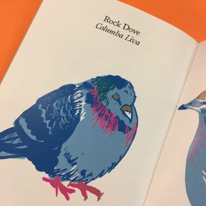 以下が含まれることがあります： 青とピンクのイラストが描かれた、ロックドーブ、コロンバ・リバの開いた本のページ。鳥は青い羽、ピンクのアクセント、茶色の目で描かれています。「Rock Dove Columba Liva」というテキストがイラストの上に印刷されています。