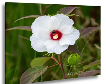 Nature Flower with Bee Wall Art, Nature Photograph